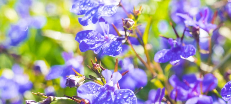 Lobelia, Blue Heaven Trailing Lobelia Herb Seeds