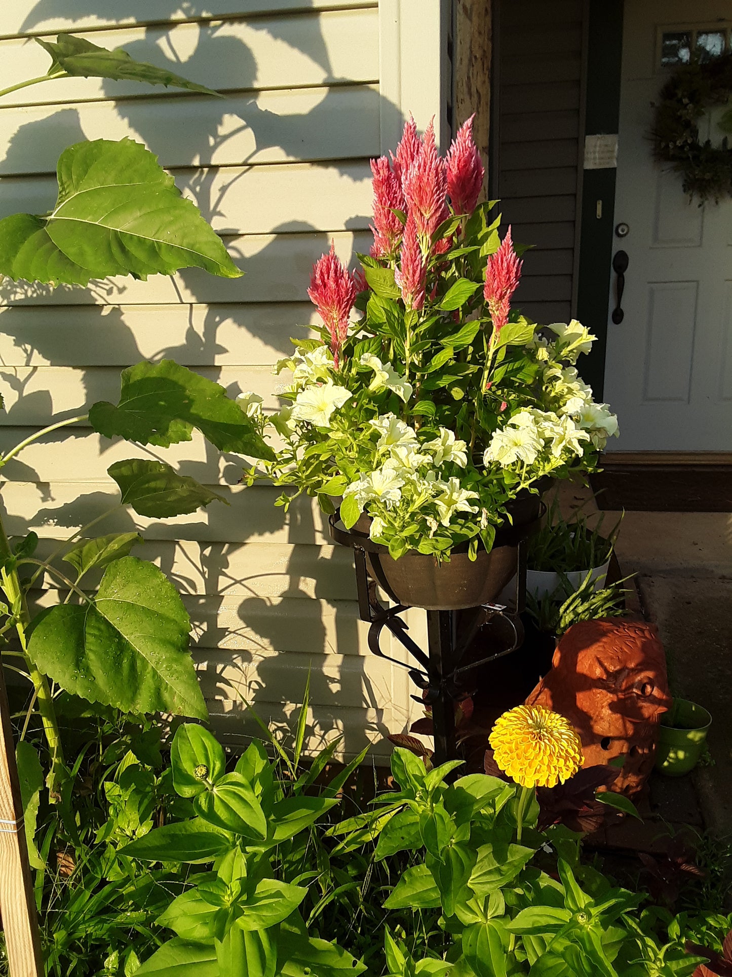 Celosia Seeds, Pink Blooms