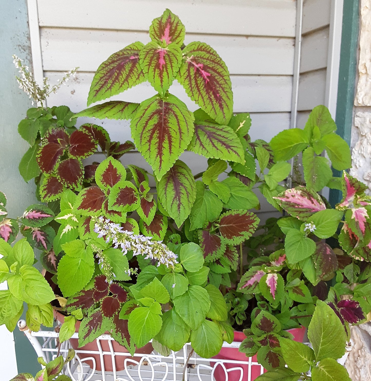 Coleus Rainbow Seeds, Mixed Colors