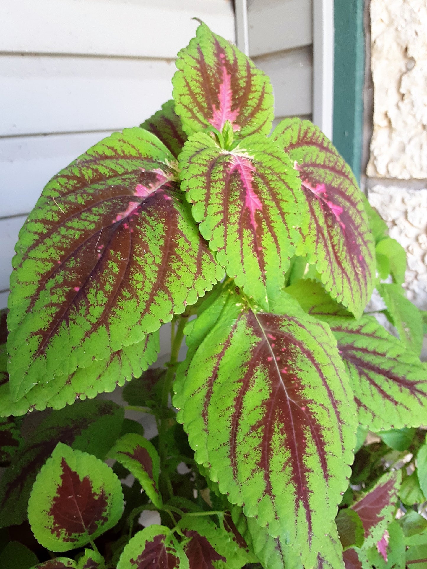 Coleus Rainbow Seeds, Mixed Colors