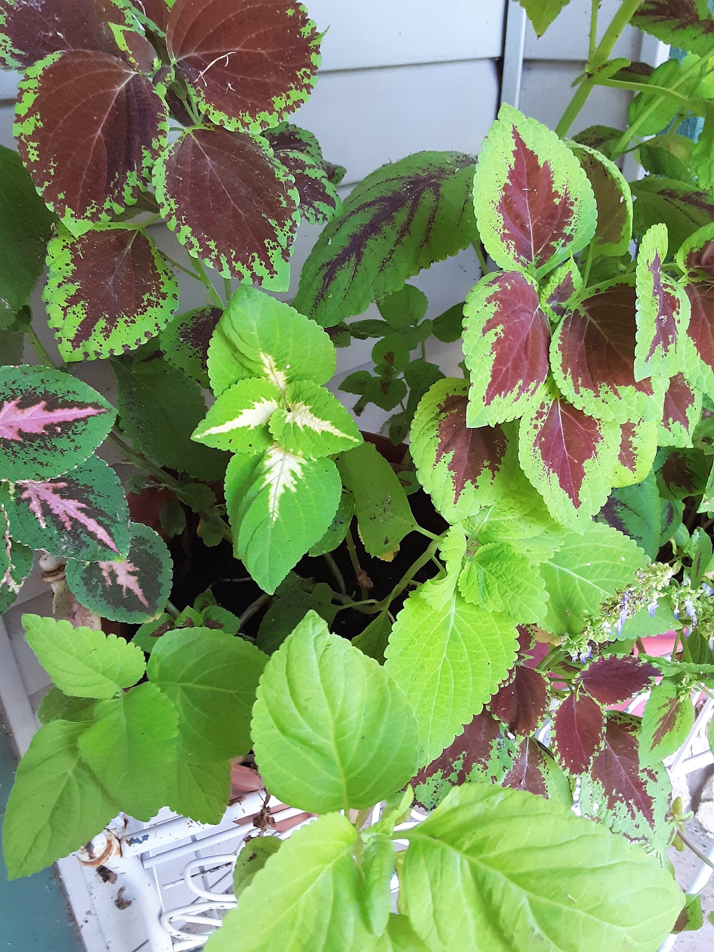 Coleus Rainbow Seeds, Mixed Colors