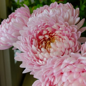 Aster Peony Duchess Seeds