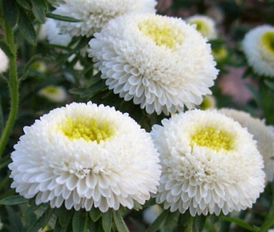 Aster Tall White Pompon Seeds