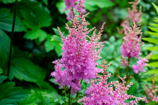 Astilbe Arendsii Bunter Mixed Color Seeds