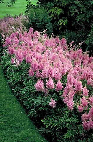 Astilbe Arendsii Bunter Mixed Color Seeds