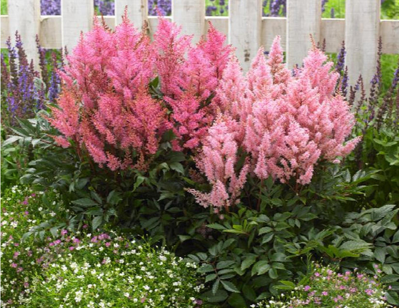 Astilbe Arendsii Bunter Mixed Color Seeds – Gran's Garden Seeds