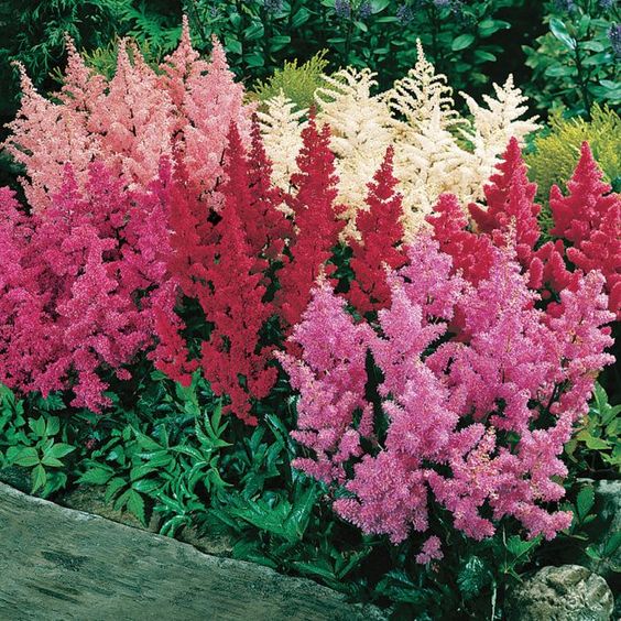 Astilbe Arendsii Bunter Mixed Color Seeds