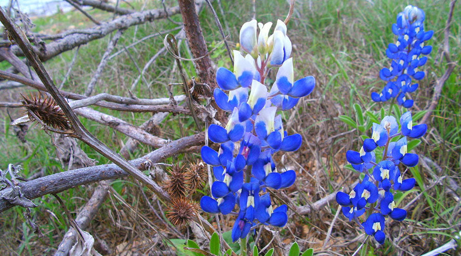 Bluebonnet, Texas Bluebonnet Seeds
