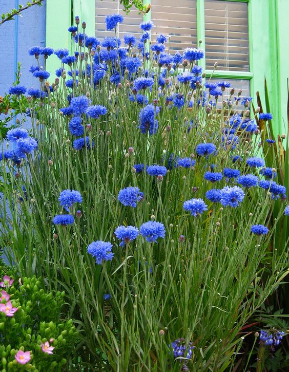 Cornflower / Bachelor Button Seeds - Tall Blue - Packet, Flower Seeds, Eden Brothers