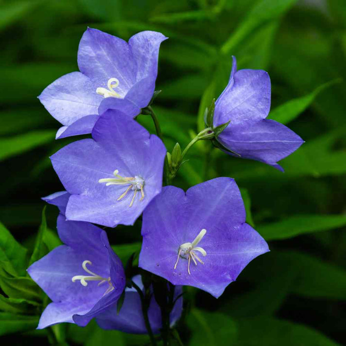 Balloon Flower Seeds Gran's Garden Seeds