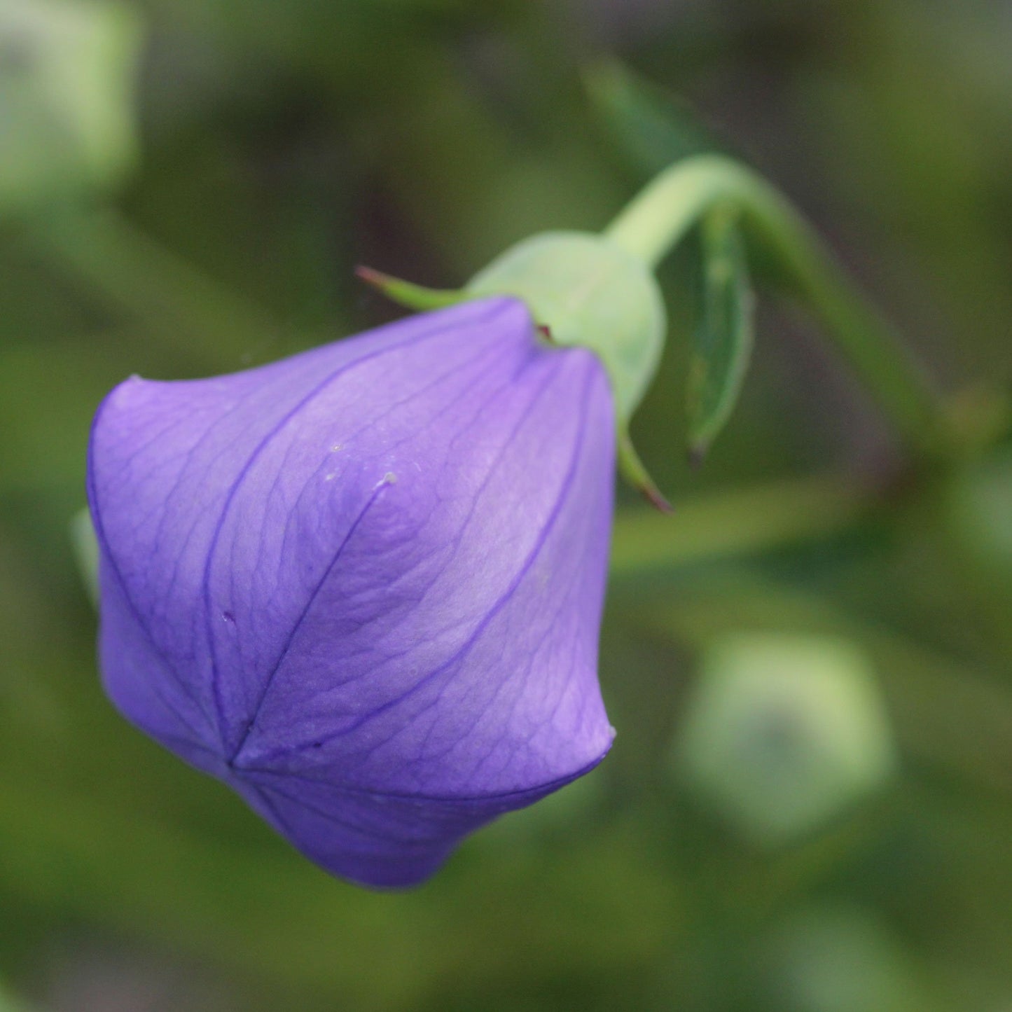 Balloon Flower Seeds