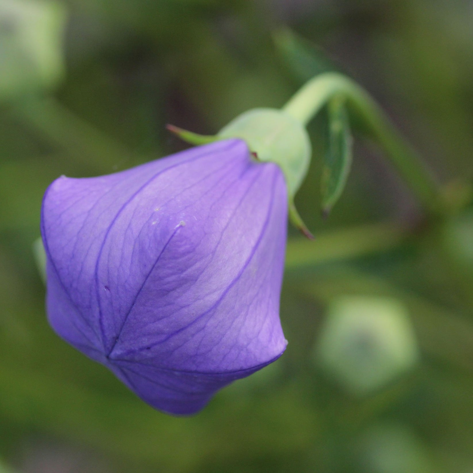 Balloon Flower Seeds Gran's Garden Seeds