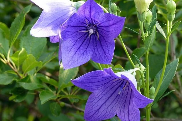 Balloon Flower Seeds