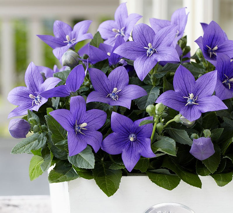 Balloon Flower Seeds Gran's Garden Seeds
