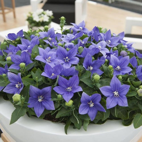 Balloon Flower Seeds Gran's Garden Seeds