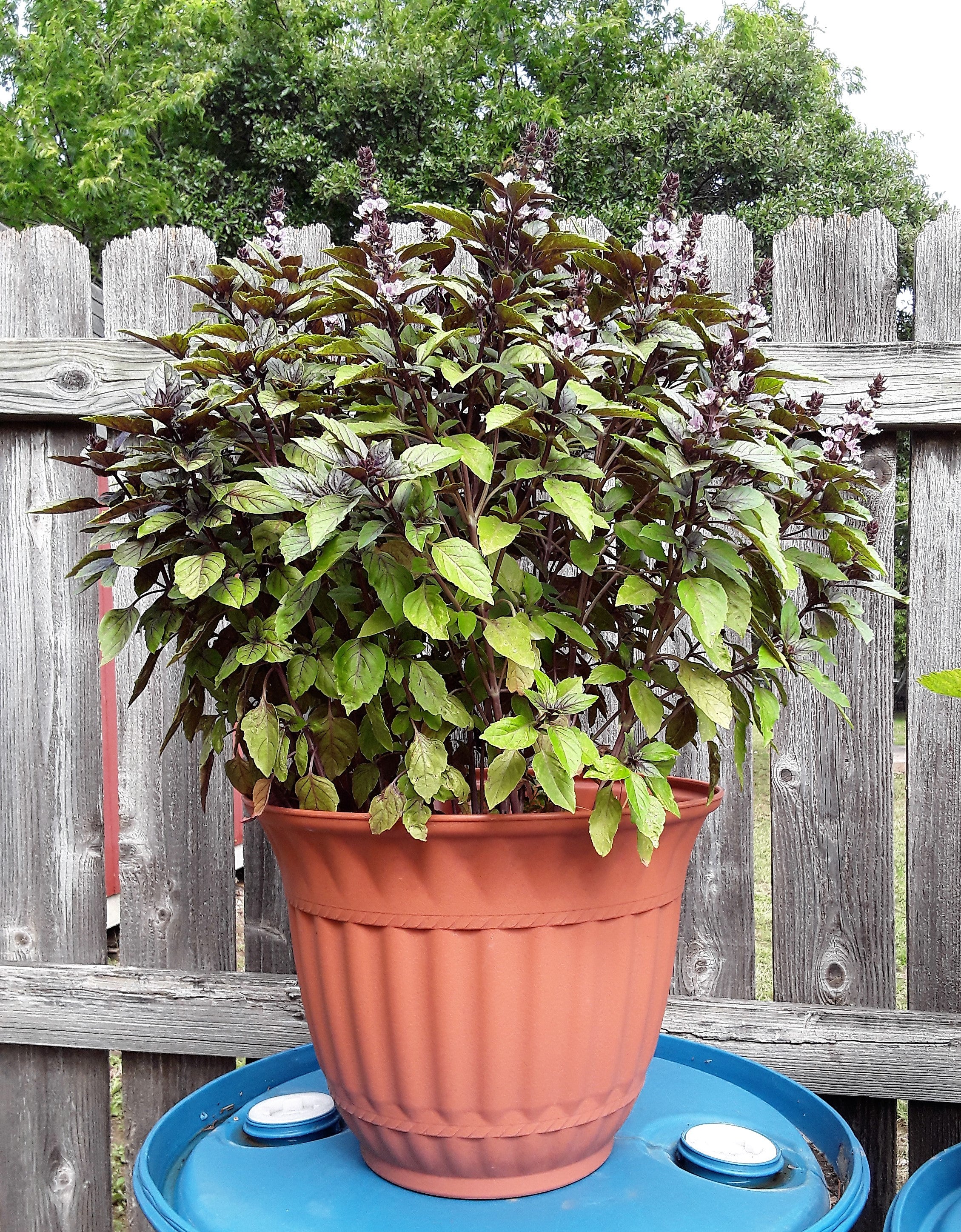 Basil Cinnamon Basil Seeds Gran s Garden Seeds