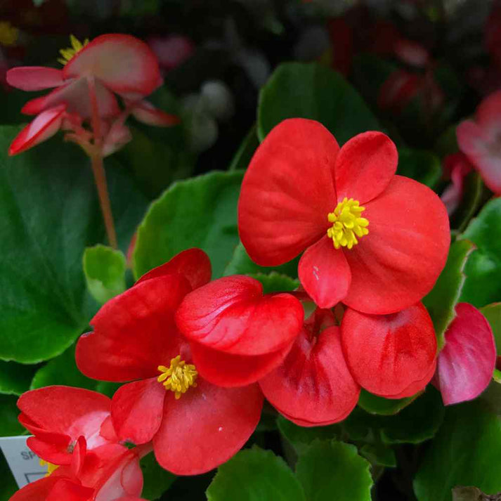 Begonia, Red Wax Begonia Seeds Gran's Garden Seeds