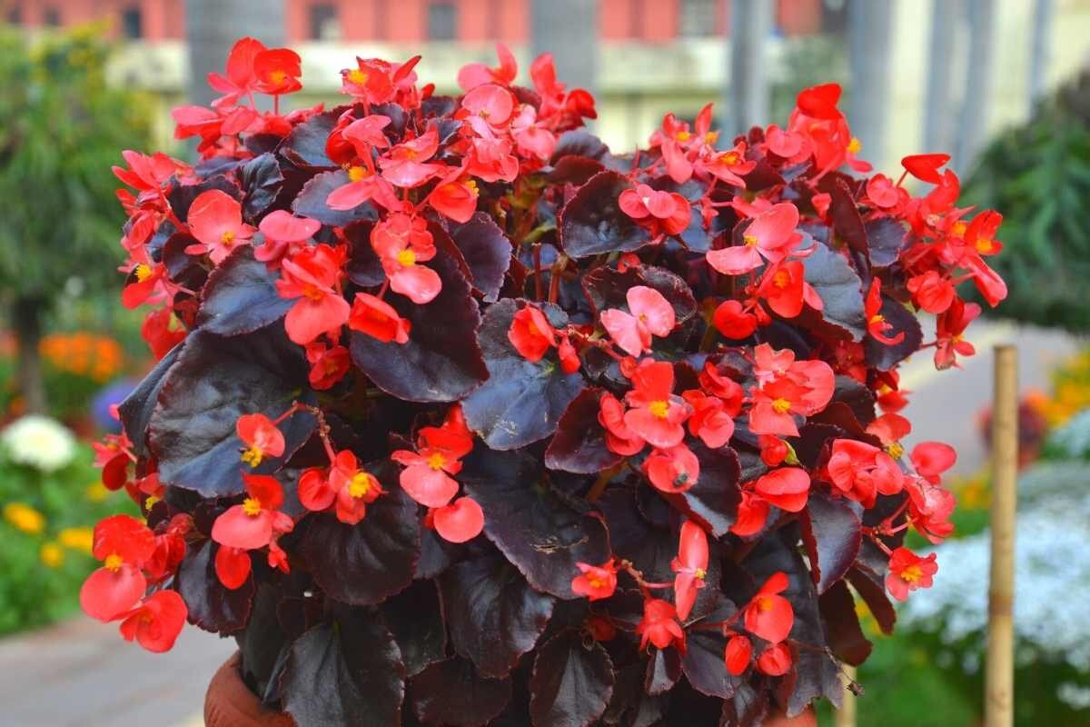 Begonia, Red Wax Begonia Seeds
