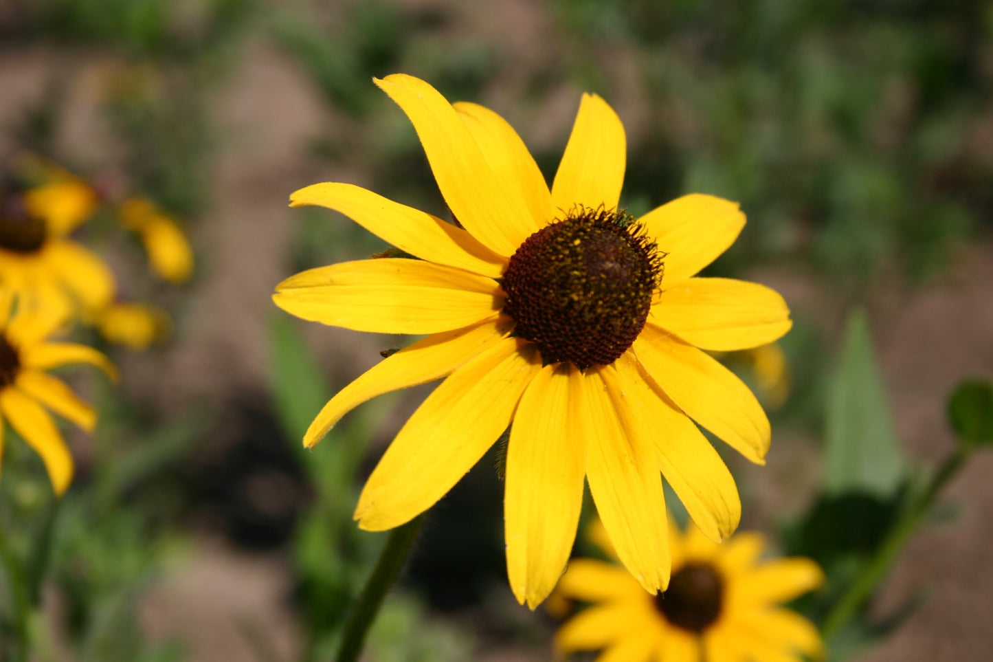 Black-Eyed Susan Yellow Wildflower Seeds