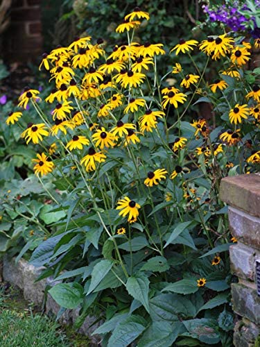 Black-Eyed Susan Yellow Wildflower Seeds