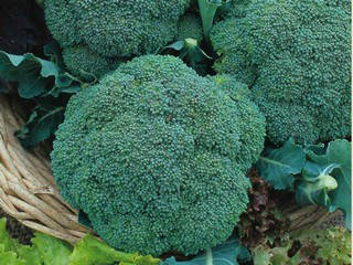 Broccoli, Organic Green Sprouting Calabrese Broccoli Seeds