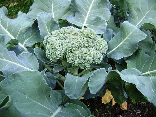Broccoli, Organic Green Sprouting Calabrese Broccoli Seeds