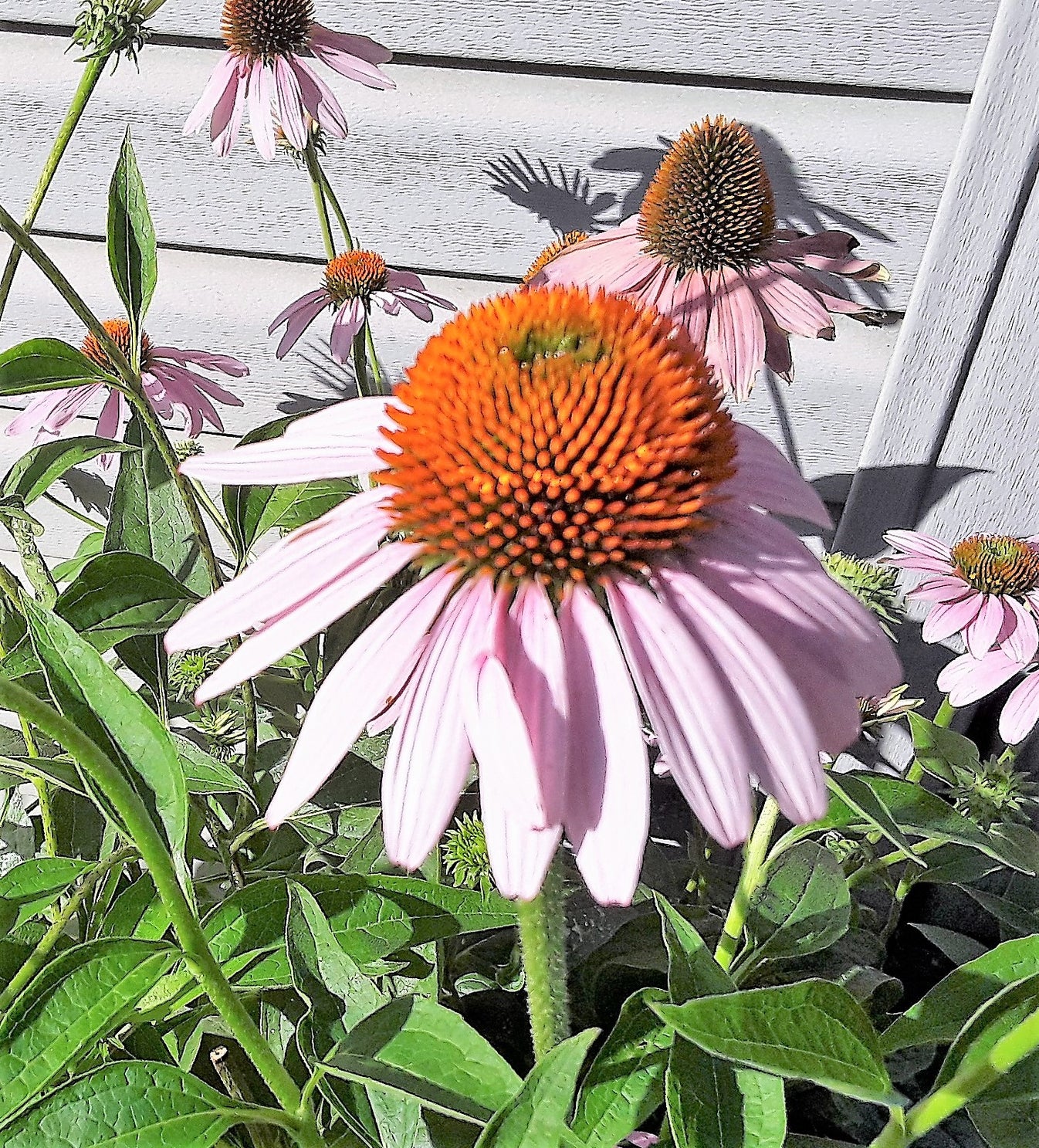 Coneflower Purple Bloom Seeds, Echinacea purpurea Gran's Garden Seeds