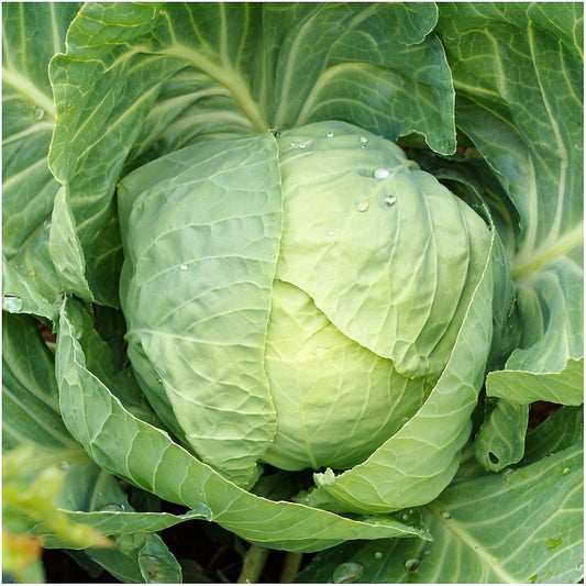 Cabbage Seeds, Early Round Dutch Cabbage