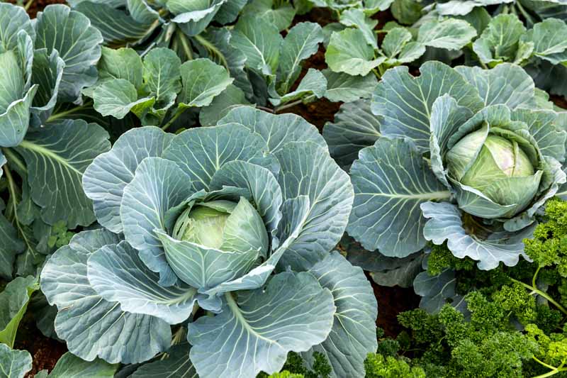Cabbage Seeds, Early Round Dutch Cabbage Gran's Garden Seeds