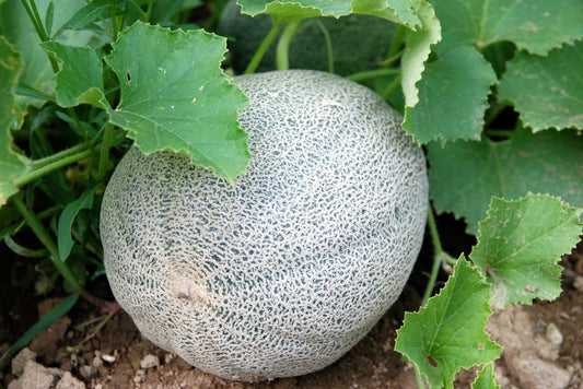 Cantaloupe Iroquois Seeds