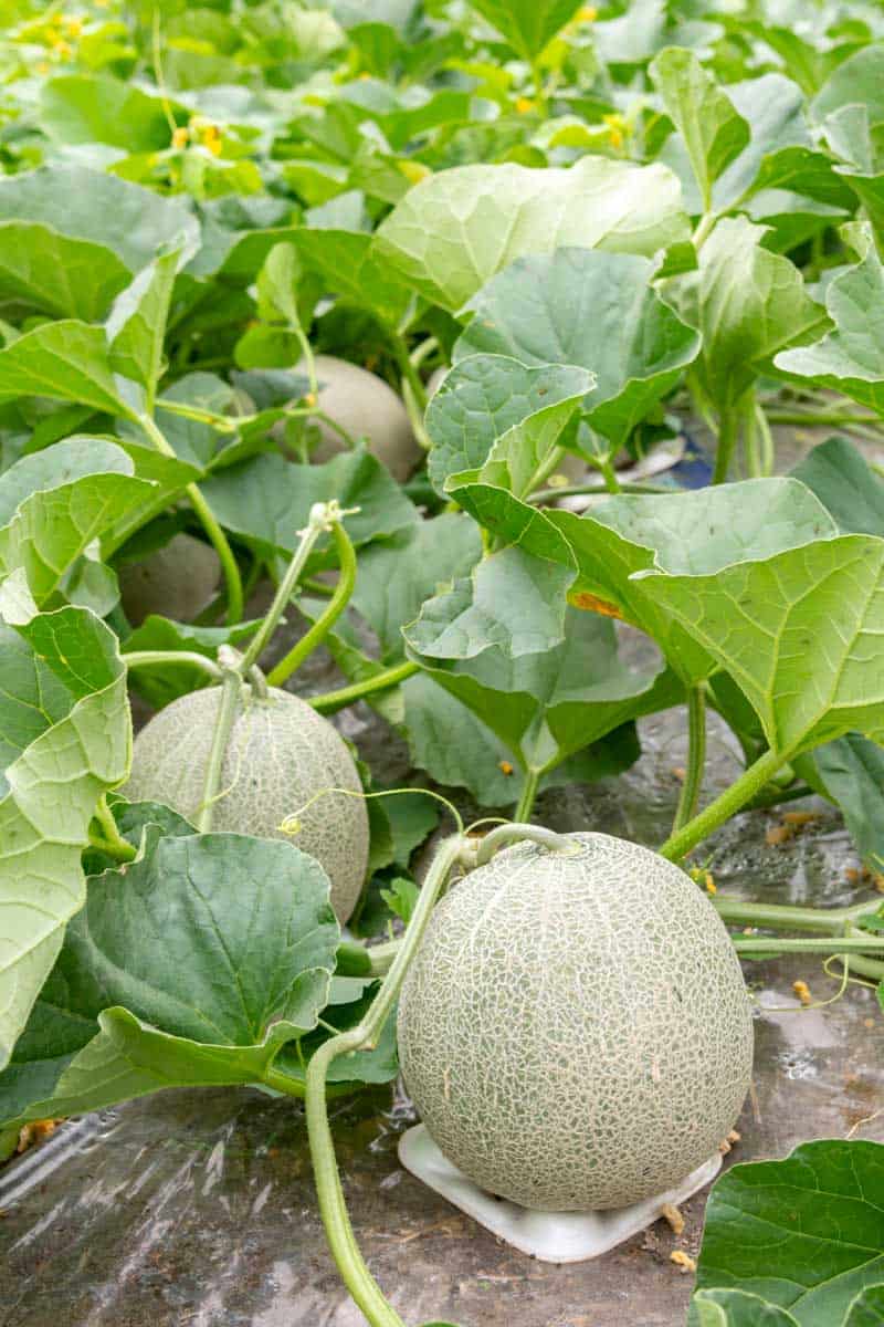 Cantaloupe Iroquois Seeds