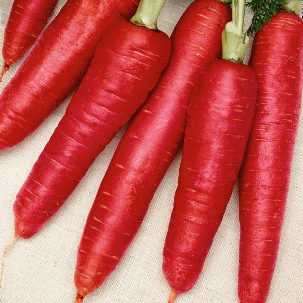 Carrot Seeds, Atomic Red Carrot Seeds