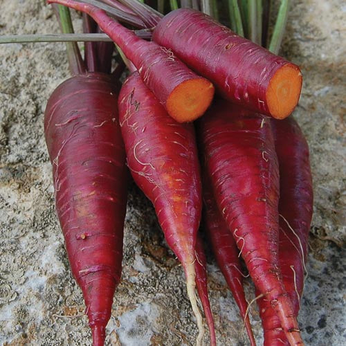 Carrot Seeds, Dragon Carrot