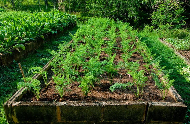 Carrot Seeds, Dragon Carrot