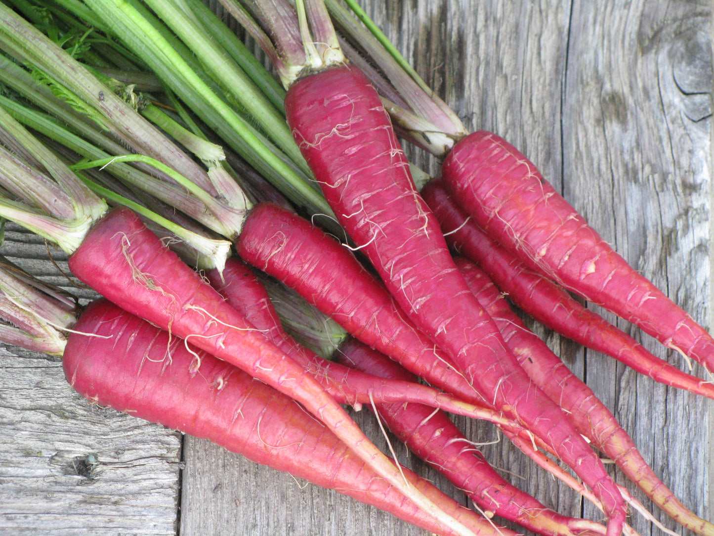 Carrot Seeds, Dragon Carrot