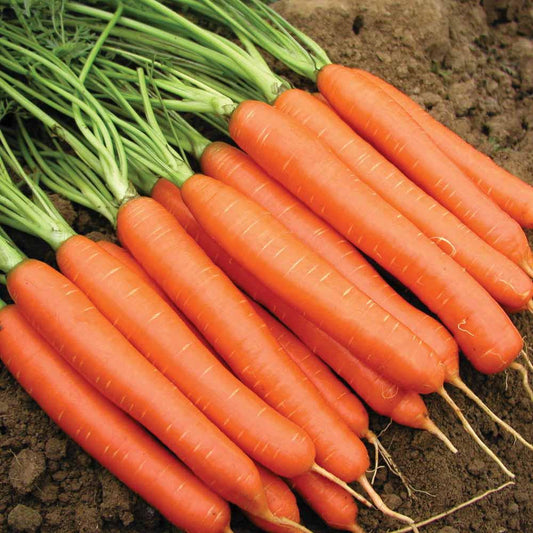 Carrot Seeds, Organic Scarlet Nantes Carrot