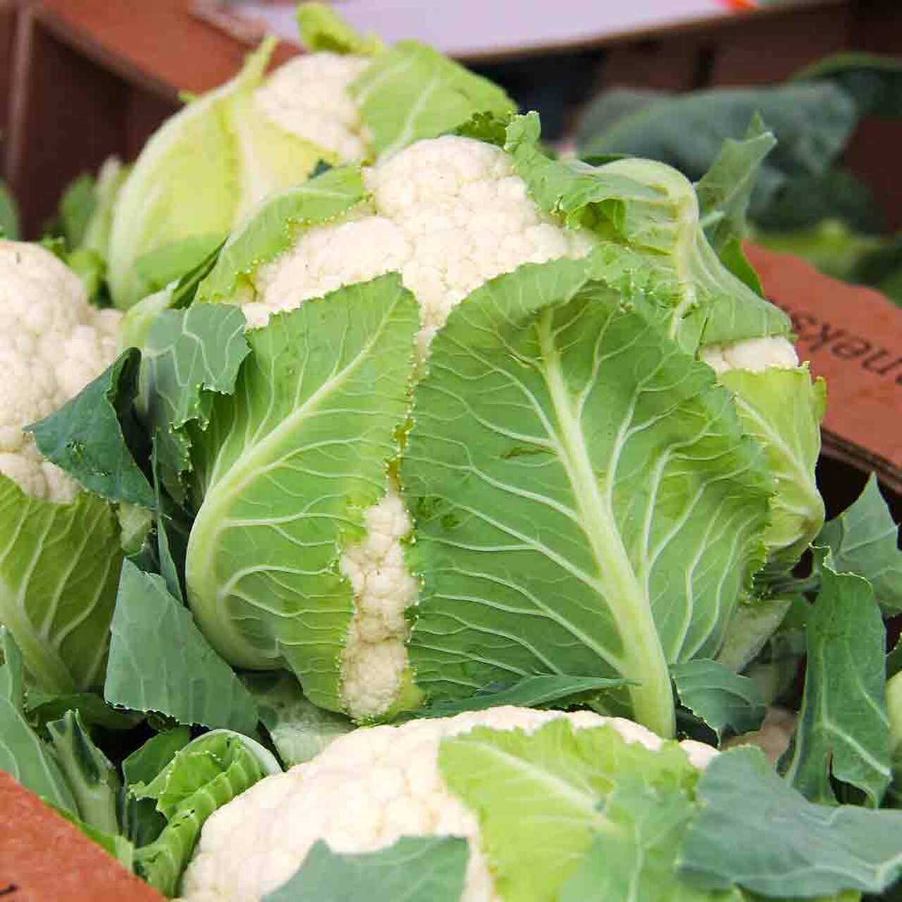 Cauliflower, Organic Snowball Cauliflower Seeds, Self Blanching Cauliflower