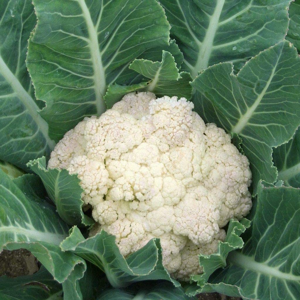 Cauliflower, Organic Snowball Cauliflower Seeds, Self Blanching Cauliflower