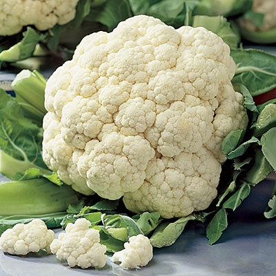 Cauliflower, Organic Snowball Cauliflower Seeds, Self Blanching Cauliflower