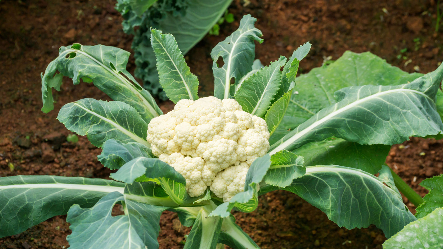 Cauliflower, Organic Snowball Cauliflower Seeds, Self Blanching Cauliflower