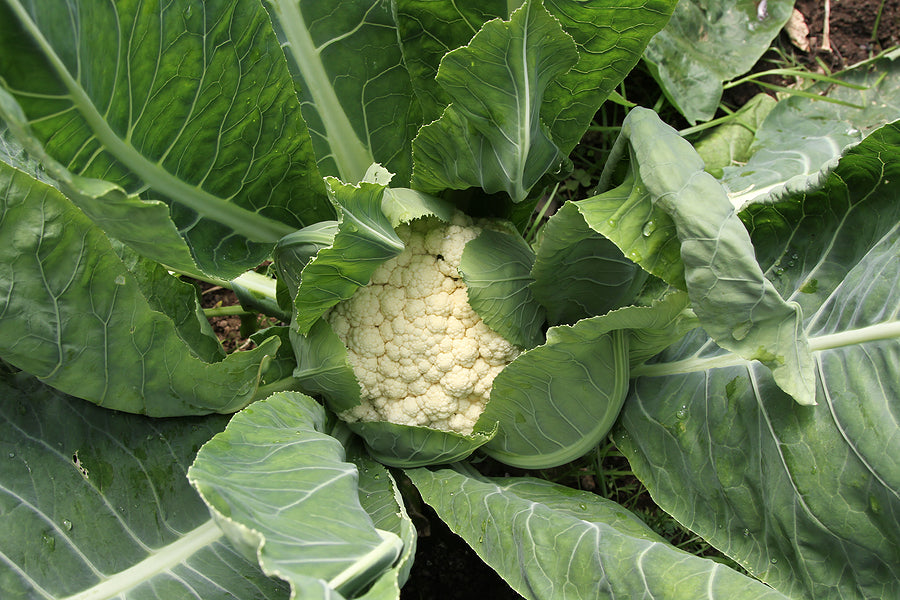 Cauliflower, Organic Snowball Cauliflower Seeds, Self Blanching Cauliflower