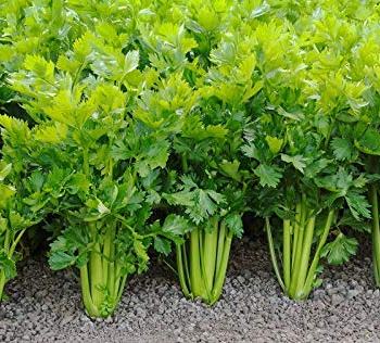 Celery, Tendercrisp Celery Seeds