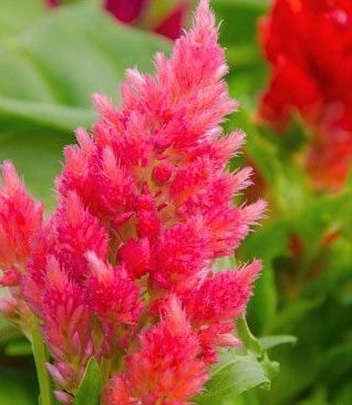 Celosia Seeds, Pink Blooms