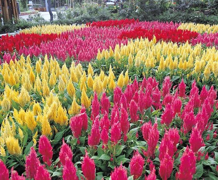 Celosia Seeds, Pink Blooms