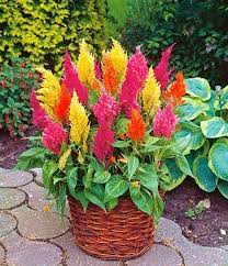 Celosia Seeds, Pink Blooms