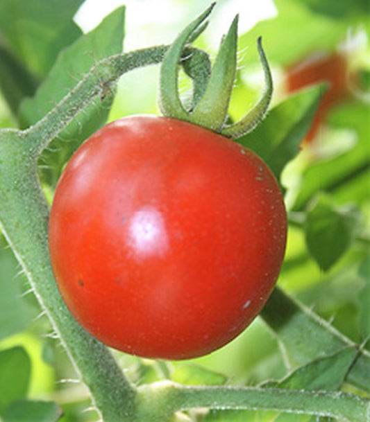 Tomato Seeds, Chadwick Red Cherry Tomato