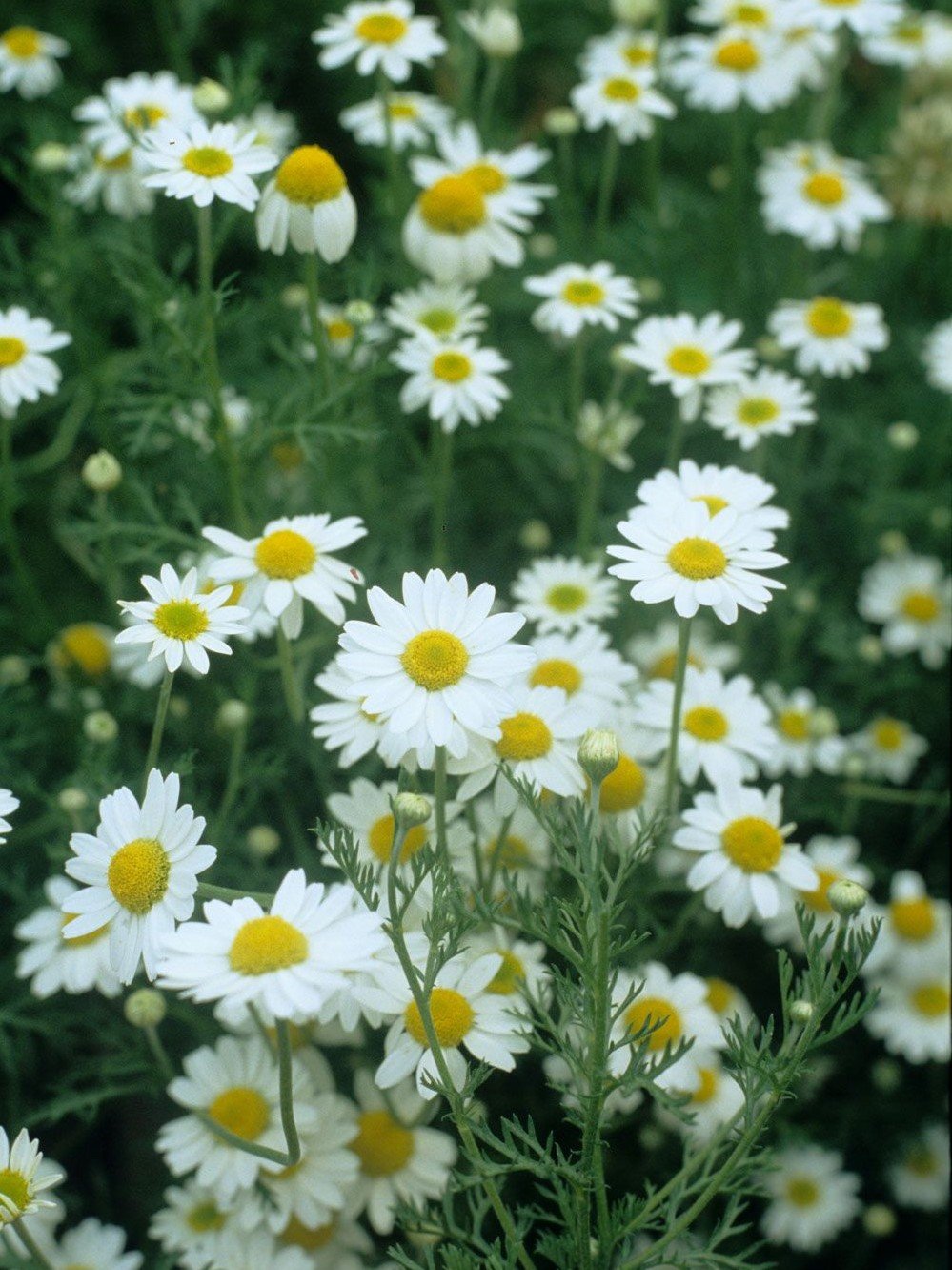 Chamomile, German Chamomile Herb Seeds Gran's Garden Seeds