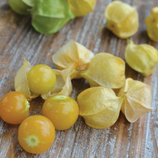 Cherry, Aunt Molly's Ground Cherry Seeds