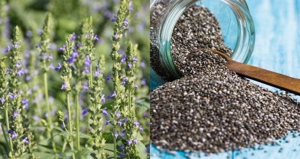 Chia Herb Seeds