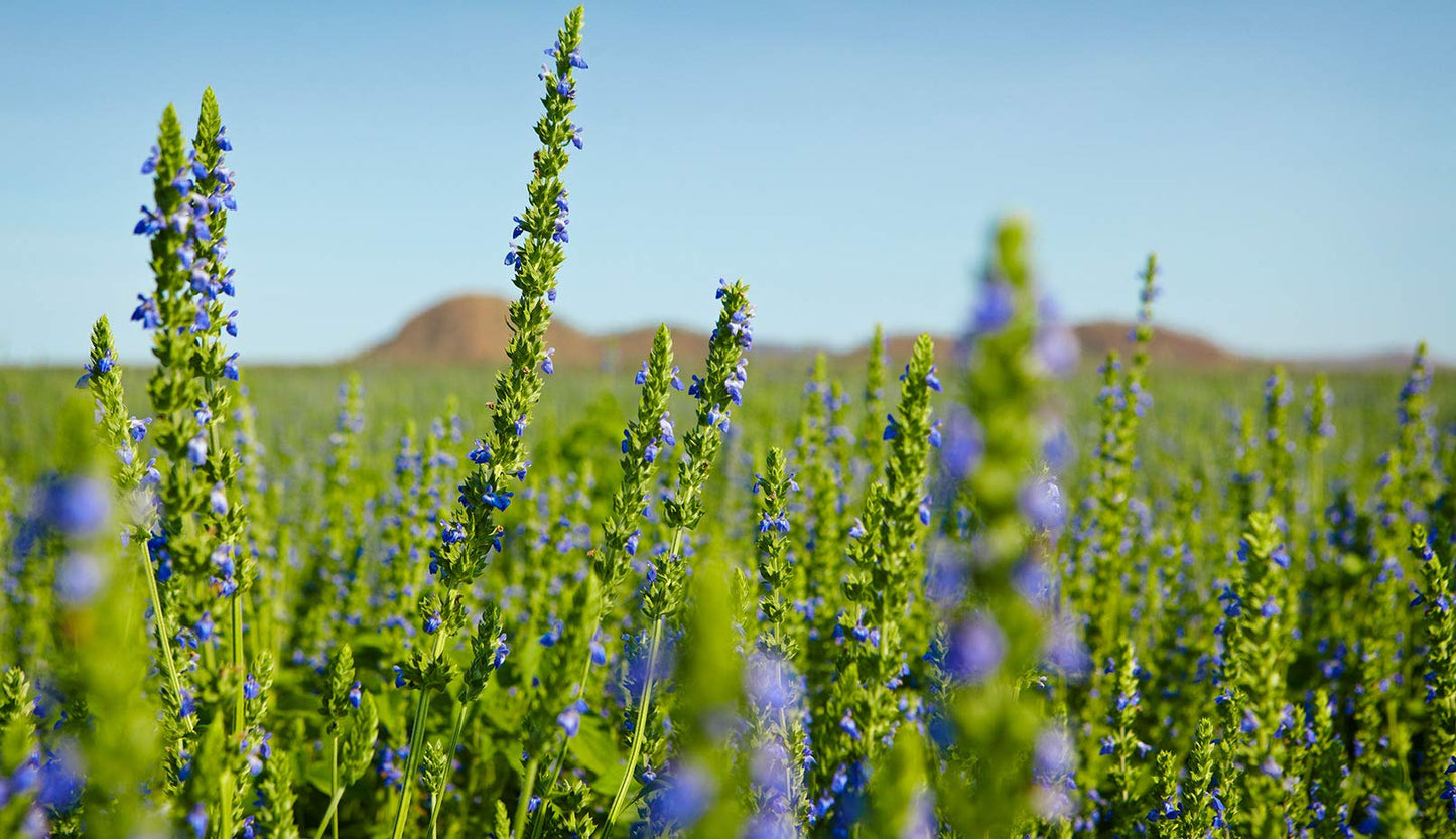 Chia Herb Seeds